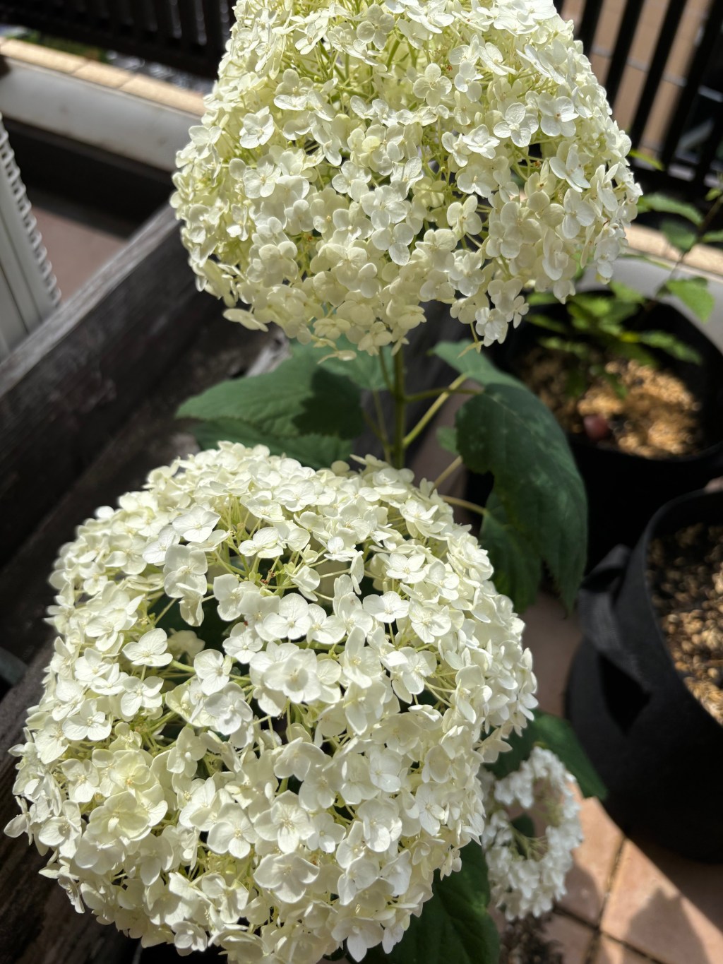 ✨📅 6/10〜6/15｜REAL DOCS お仕事ふりかえり&nbsp;🎬📝